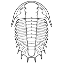 Trilobite